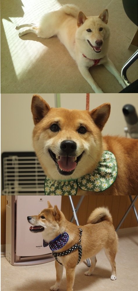 ���̔��e�@�`�J�b�g�����ɂ��炸�`