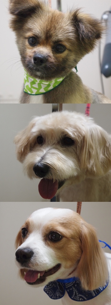 �~�b�N�X���̃g���~���O�ɂ���